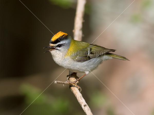 Klikni za ogled večje slike