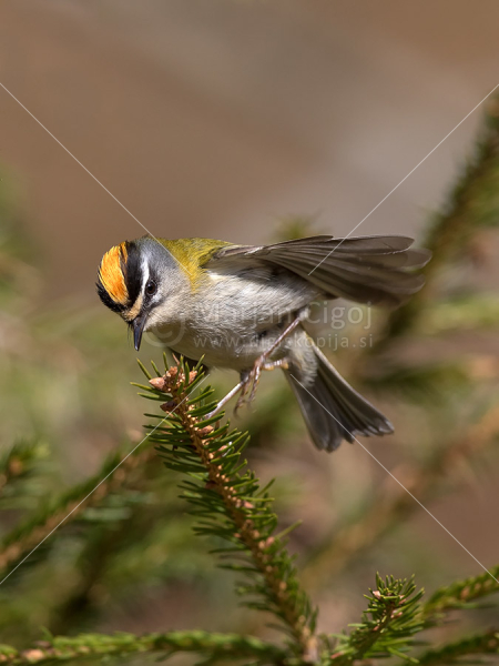 Klikni za ogled večje slike