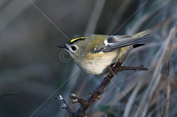 Klikni za ogled večje slike