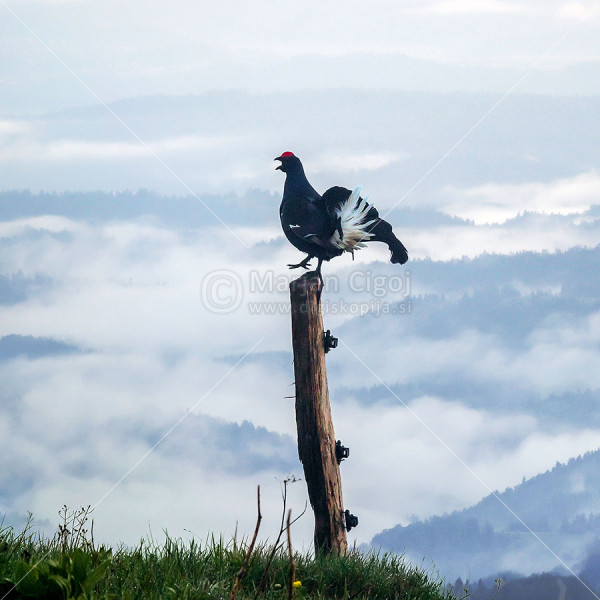 Klikni za ogled večje slike