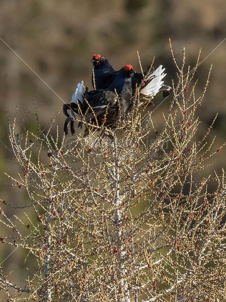 Klikni za ogled večje slike