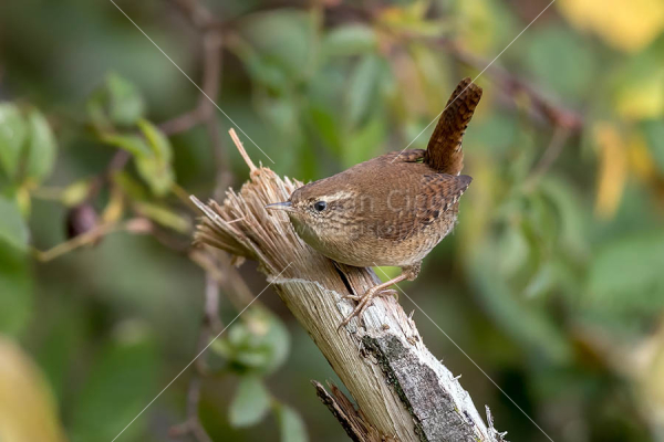 Klikni za ogled večje slike