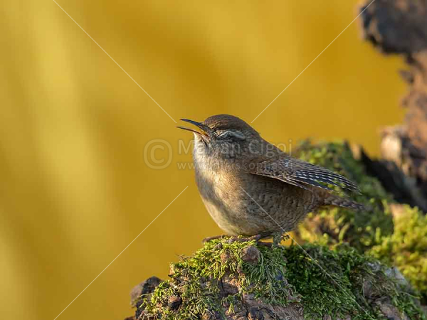 Klikni za ogled večje slike