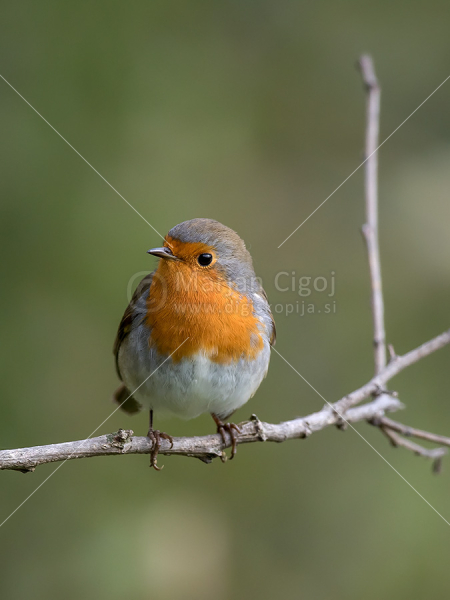 Klikni za ogled večje slike