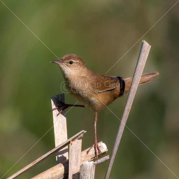 Klikni za ogled večje slike