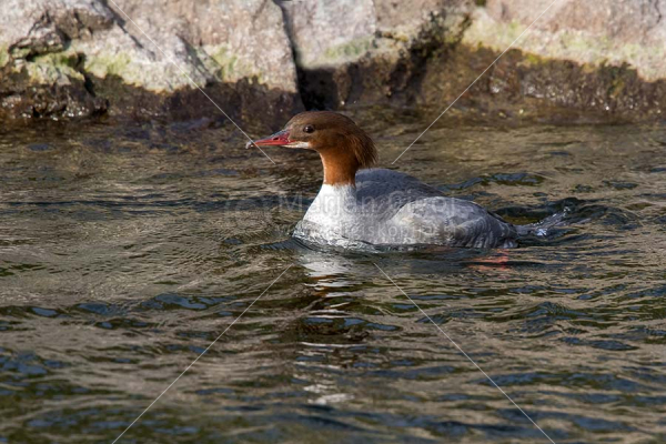 Klikni za ogled večje slike