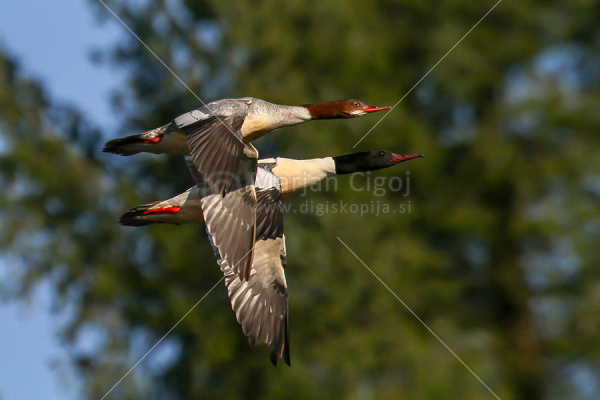 Klikni za ogled večje slike