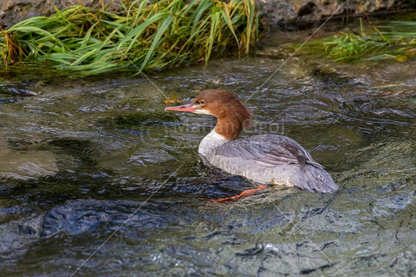 Klikni za ogled večje slike