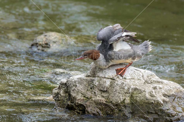 Klikni za ogled večje slike
