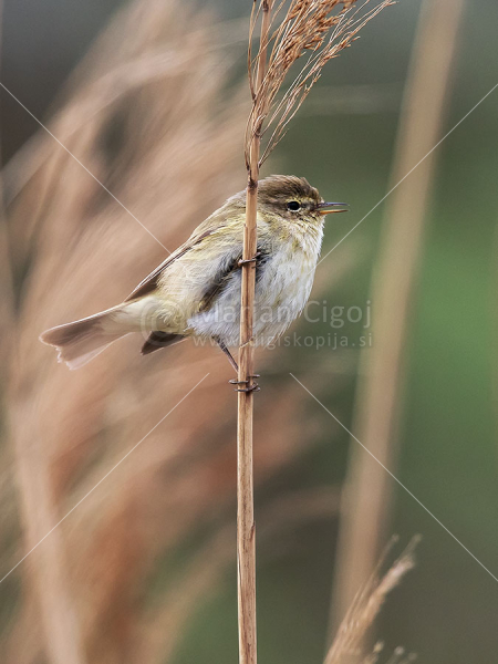 Klikni za ogled večje slike