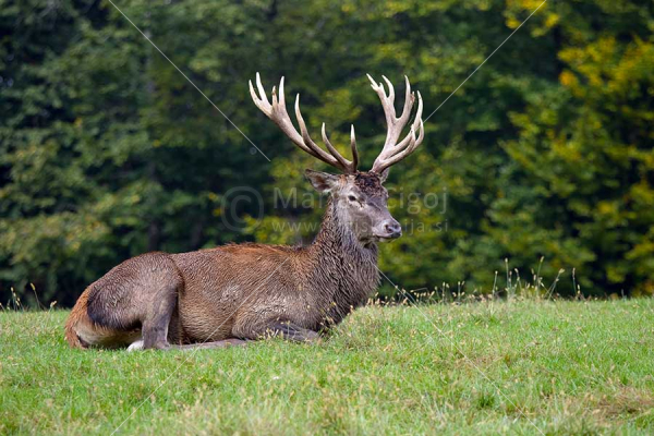 Klikni za ogled večje slike