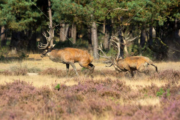 Klikni za ogled večje slike