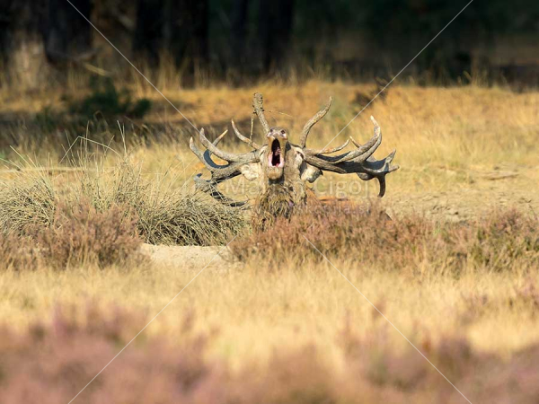 Klikni za ogled večje slike