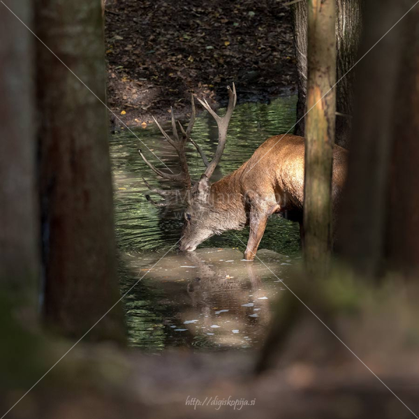 Klikni za ogled večje slike