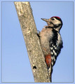 Veliki_detel_Great_spotted_woodpecker_01.jpg
