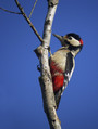 Veliki_detel_Great_spotted_woodpecker_02.jpg