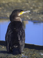 Veliki kormoran