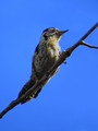 Mali_detel_Lesser_spotted_woodpecker_01_.jpg