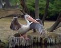 Kodrasti_pelikan_Dalmatian_pelican_Pelecanus_crispus_Pelikani_Pelecanidae_03.jpg