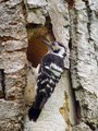 Mali_detel_Lesser_spotted_woodpecker_03.jpg