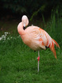 Veliki_plamenec_Greater_flamingo_06.jpg