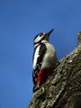 Veliki_detel_Great_spotted_woodpecker_05.jpg