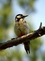 Veliki_detel_Great_spotted_woodpecker_06.jpg