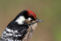 Mali_detel_Lesser_spotted_woodpecker_05.jpg