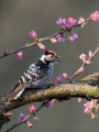 Mali_detel_Lesser_spotted_woodpecker_06.jpg