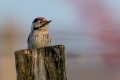 Mali_detel_Lesser_spotted_woodpecker_07.jpg