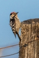Mali_detel_Lesser_spotted_woodpecker_10.jpg