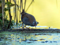 Mokoz_Water_rail_47.jpg