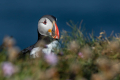 Mormon_Puffin_Fratercula_arctica_Njorke_Alcidae_15.jpg