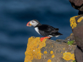 Mormon_Puffin_Fratercula_arctica_Njorke_Alcidae_17.jpg
