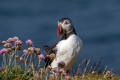Mormon_Puffin_Fratercula_arctica_Njorke_Alcidae_18.jpg
