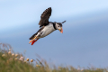 Mormon_Puffin_Fratercula_arctica_Njorke_Alcidae_19.jpg