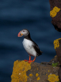 Mormon_Puffin_Fratercula_arctica_Njorke_Alcidae_20.jpg