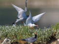 Navadna_cigra_Common_tern_13.jpg