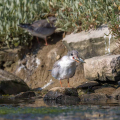 Navadna_cigra_Common_tern_15.jpg