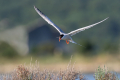 Navadna_cigra_Common_tern_17.jpg
