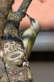 Pivka_Grey_headed_woodpecker_Picus_canus_Zolne_Picidae_02.jpg
