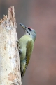 Pivka_Grey_headed_woodpecker_Picus_canus_Zolne_Picidae_04.jpg