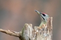 Pivka_Grey_headed_woodpecker_Picus_canus_Zolne_Picidae_06.jpg
