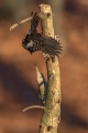Pivka_Grey_headed_woodpecker_Picus_canus_Zolne_Picidae_08.jpg