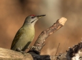Pivka_Grey_headed_woodpecker_Picus_canus_Zolne_Picidae_15.jpg