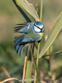 Plavcek_Blue_tit_42.jpg
