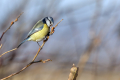 Plavcek_Blue_tit_44.jpg