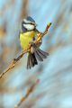 Plavcek_Blue_tit_46.jpg
