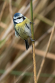 Plavcek_Blue_tit_51.jpg