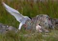 Ime datoteke=Polarna_cigra_Arctic_tern_Sterna_paradisaea_Cigra_Cigre_Sternidae_09.jpg
Velikost datoteke=409KB
Dimenzija=900x643
Datum objave=13.07.2026 Polarna_cigra_Arctic_tern_Sterna_paradisaea_Cigra_Cigre_Sternidae_09.jpg